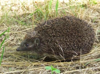 Прикрепленное изображение: 002.jpg